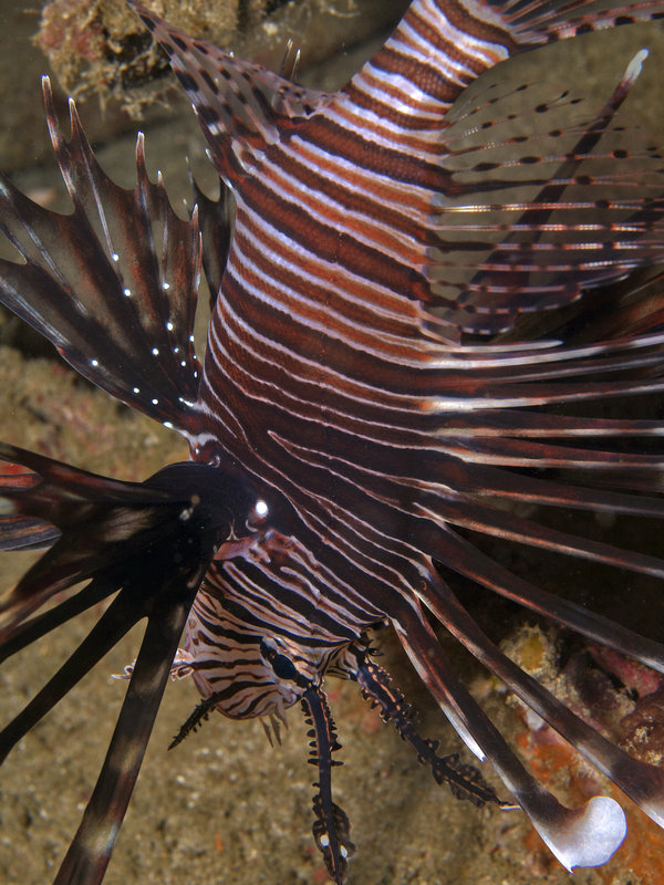 Lion Fish, Sabang Wreck